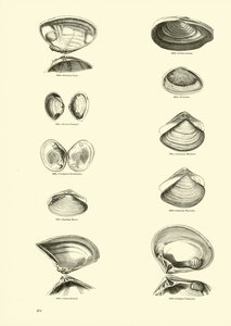 Página del Museo Pictórico de la Naturaleza Animada