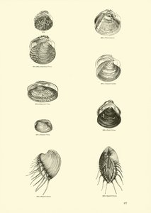 Página del Museo Pictórico de la Naturaleza Animada