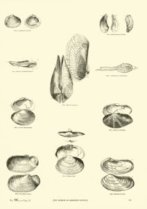 Página del Museo Pictórico de la Naturaleza Animada de English School