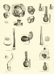 Página del Museo Pictórico de la Naturaleza Animada