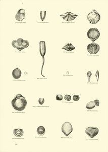 Página del Museo Pictórico de la Naturaleza Animada