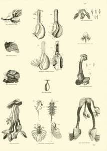 Página del Museo Pictórico de la Naturaleza Animada