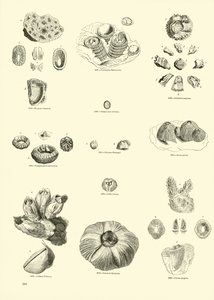 Página del Museo Pictórico de la Naturaleza Animada