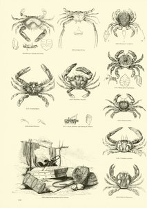 Página del Museo Pictórico de la Naturaleza Animada de English School