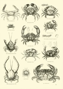 Página del Museo Pictórico de la Naturaleza Animada