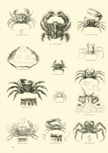 Página del Museo Pictórico de la Naturaleza Animada de English School
