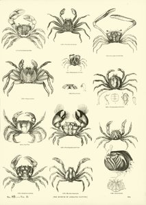 Página del Museo Pictórico de la Naturaleza Animada de English School