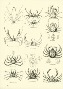 Página del Museo Pictórico de la Naturaleza Animada