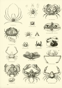 Página del Museo Pictórico de la Naturaleza Animada de English School