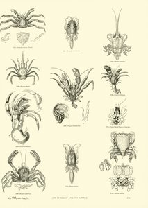 Página del Museo Pictórico de la Naturaleza Animada