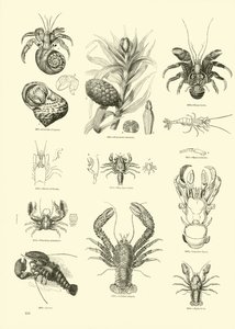 Página del Museo Pictórico de la Naturaleza Animada de English School