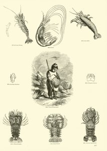 Página del Museo Pictórico de la Naturaleza Animada de English School