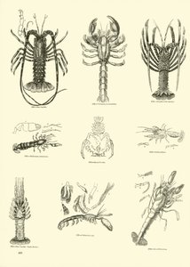 Página del Museo Pictórico de la Naturaleza Animada