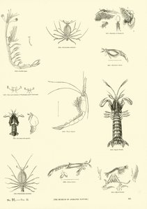 Página del Museo Pictórico de la Naturaleza Animada de English School