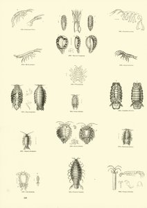 Página del Museo Pictórico de la Naturaleza Animada