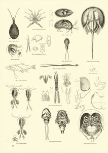 Página del Museo Pictórico de la Naturaleza Animada