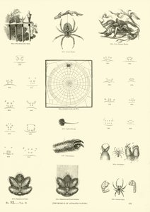 Página del Museo Pictórico de la Naturaleza Animada