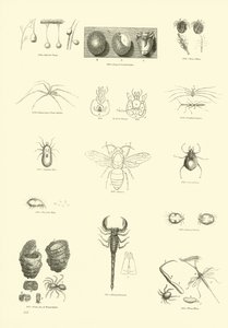 Página del Museo Pictórico de la Naturaleza Animada de English School