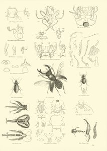 Página del Museo Pictórico de la Naturaleza Animada