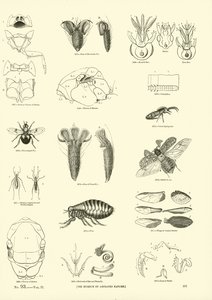 Página del Museo Pictórico de la Naturaleza Animada