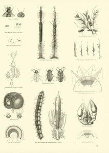 Página del Museo Pictórico de la Naturaleza Animada