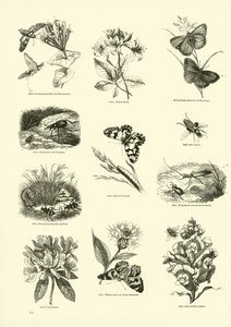 Página del Museo Pictórico de la Naturaleza Animada