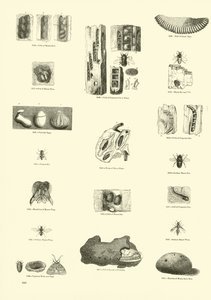 Página del Museo Pictórico de la Naturaleza Animada