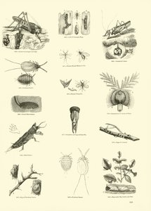 Página del Museo Pictórico de la Naturaleza Animada de English School
