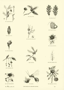 Página del Museo Pictórico de la Naturaleza Animada de English School