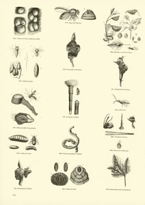 Página del Museo Pictórico de la Naturaleza Animada