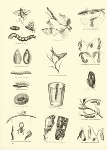 Página del Museo Pictórico de la Naturaleza Animada