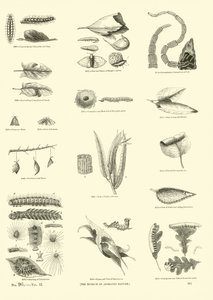 Página del Museo Pictórico de la Naturaleza Animada