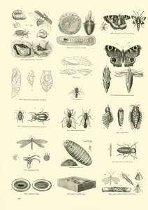Página del Museo Pictórico de la Naturaleza Animada