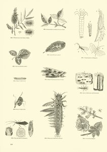 Página del Museo Pictórico de la Naturaleza Animada