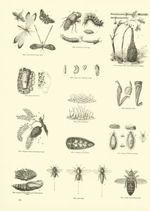 Página del Museo Pictórico de la Naturaleza Animada