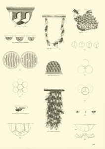 Página del Museo Pictórico de la Naturaleza Animada