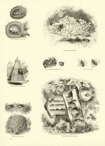 Página del Museo Pictórico de la Naturaleza Animada