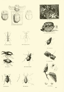 Página del Museo Pictórico de la Naturaleza Animada de English School