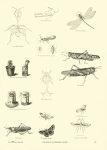 Página del Museo Pictórico de la Naturaleza Animada de English School