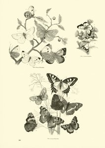 Página del Museo Pictórico de la Naturaleza Animada de English School