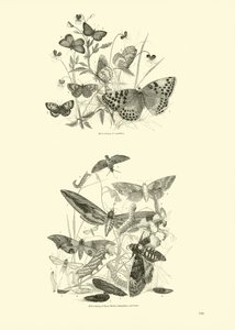 Página del Museo Pictórico de la Naturaleza Animada