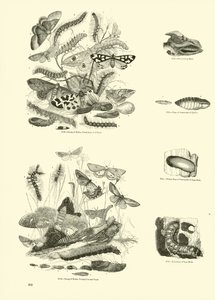 Página del Museo Pictórico de la Naturaleza Animada de English School