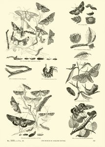 Página del Museo Pictórico de la Naturaleza Animada