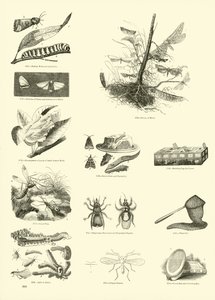 Página del Museo Pictórico de la Naturaleza Animada