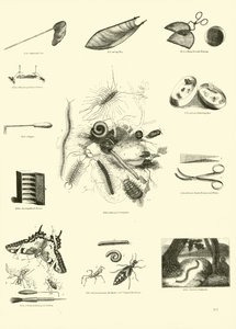 Página del Museo Pictórico de la Naturaleza Animada