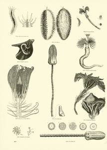 Página del Museo Pictórico de la Naturaleza Animada de English School