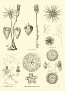 Página del Museo Pictórico de la Naturaleza Animada
