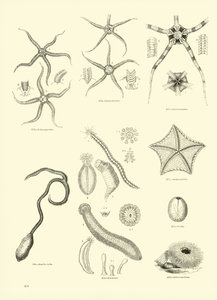 Página del Museo Pictórico de la Naturaleza Animada
