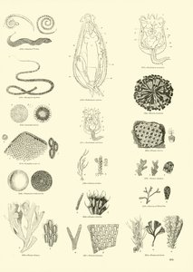 Página del Museo Pictórico de la Naturaleza Animada
