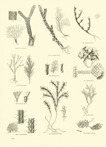 Página del Museo Pictórico de la Naturaleza Animada